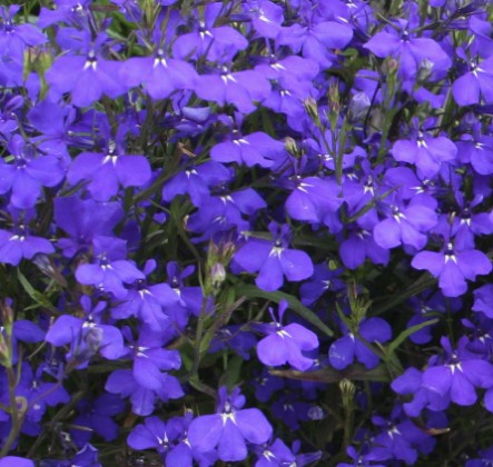 Blue Lobelia - Pohlmans The Plant People - Phone 07 5462 0477