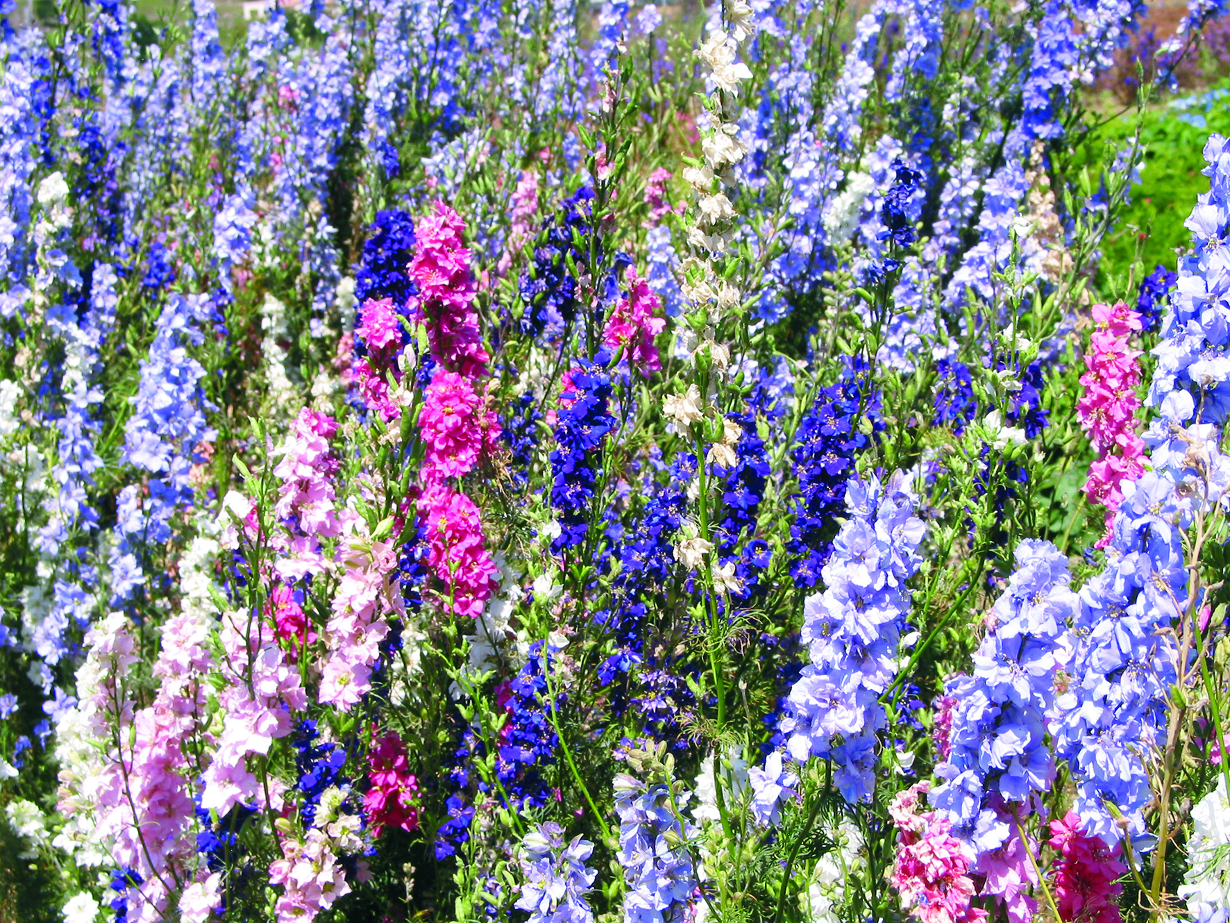 Larkspur Giant Imperial - Pohlmans - Phone 07 5462 0477