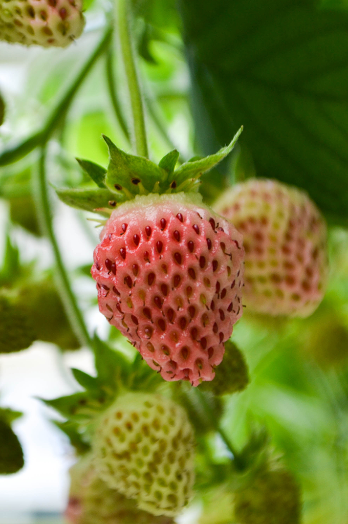 That taste Strawberries.