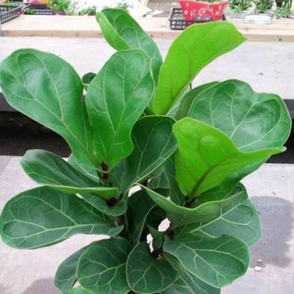 Pohlmans, Ficus Lyrata Bambino, Fiddle Leaf, Fig, Indoor, Foliage, Toowoomba, Darling Downs