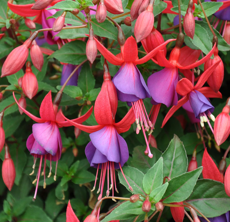 Фуксия гибридная Fuchsia hybrida