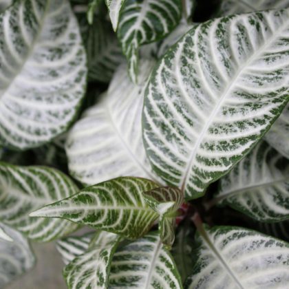 aphelandra-snow-white - Pohlmans The Plant People - Phone 07 5462 0477