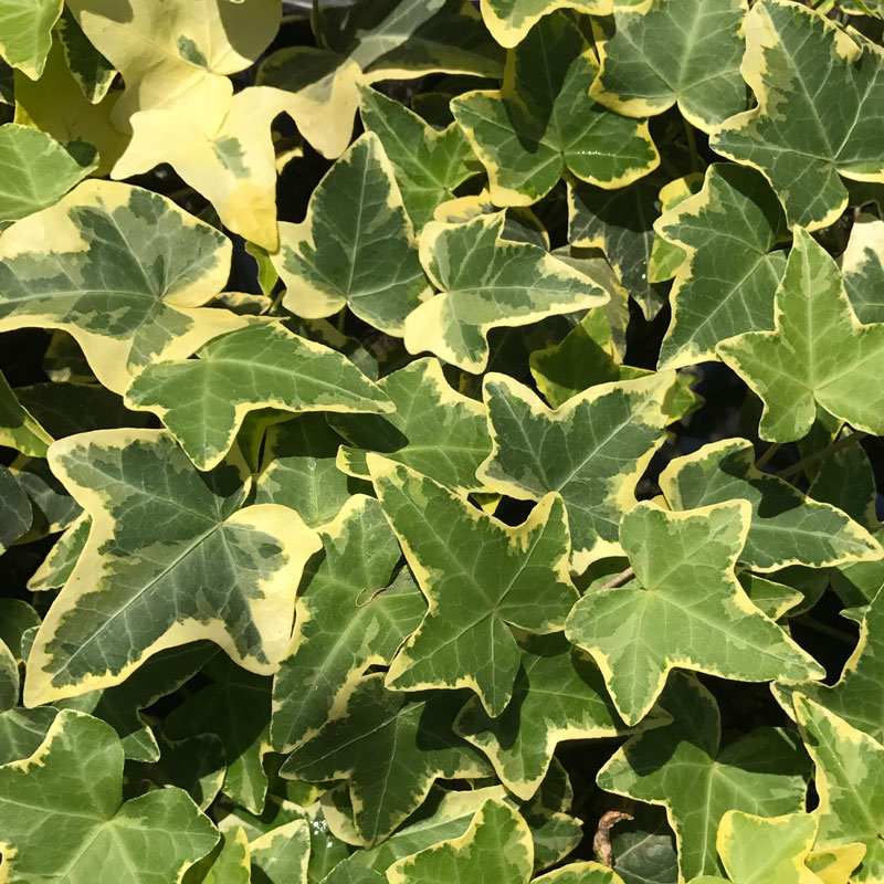 hedera-cascade-gold - Pohlmans The Plant People - Phone 07 5462 0477