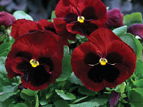 Pansy Giant Red Blotch - Pohlmans The Plant People - Phone 07 5462 0477