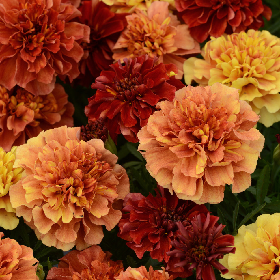 Marigold Strawberry Blonde - Pohlmans The Plant People - Phone 07 5462 0477