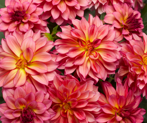 Dahlia Temptation - Pohlmans - Phone 07 5462 0477