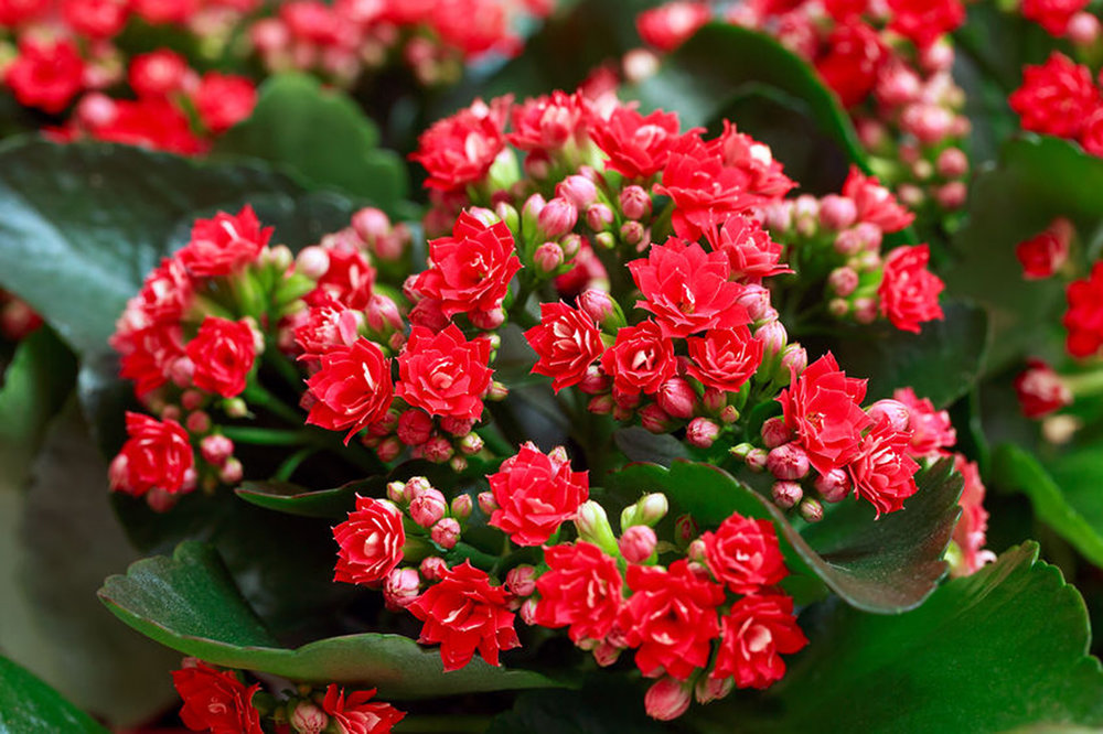 Kalanchoe Red - Pohlmans The Plant People - Phone 07 5462 0477