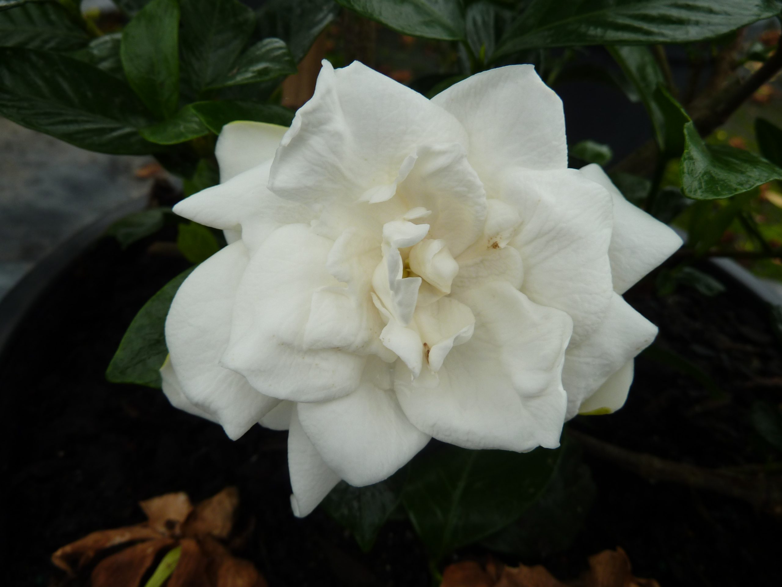 Gardenia Jupiter - Pohlmans - Phone 07 5462 0477