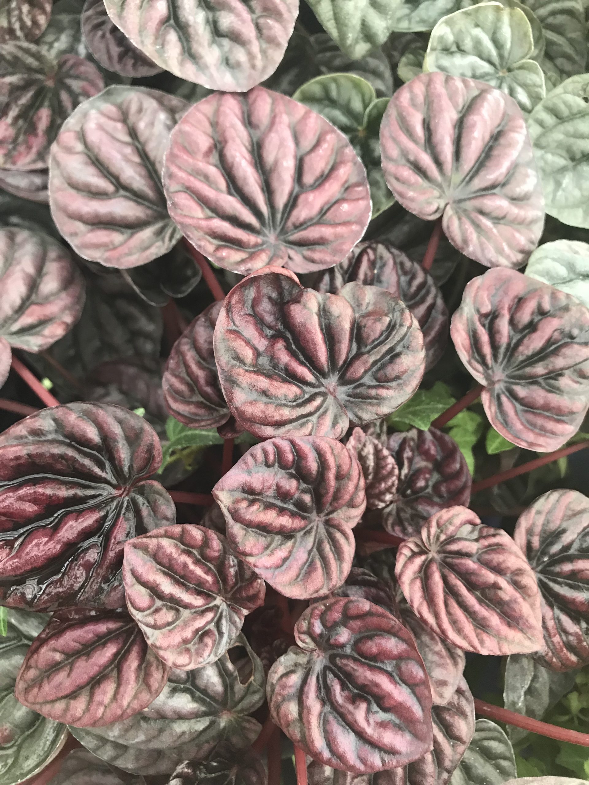 Peperomia Caperata Schumi Red