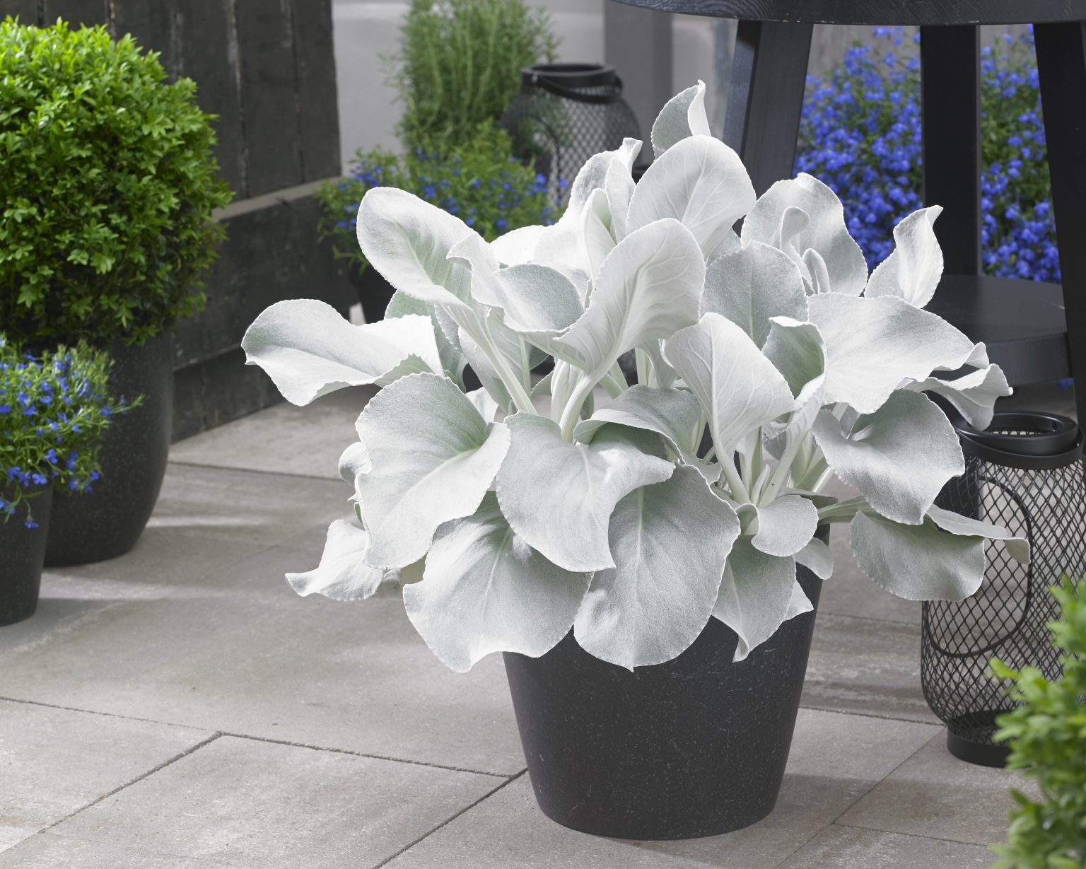 Senecio Angel Wings - Pohlmans The Plant People - Phone 07 5462 0477