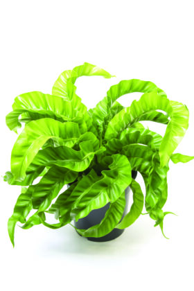 asplenium hurricane photo