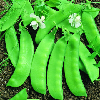 snap pea honey photo