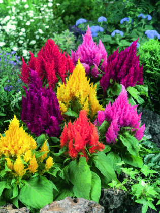 celosia mixed flowers