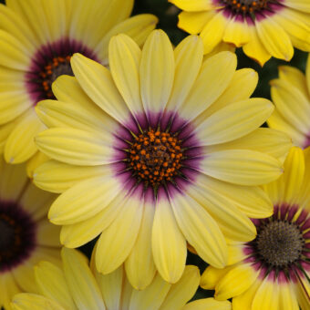 osteospermum blue eye flowers